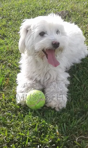 1+ year Female Purebred Maltese