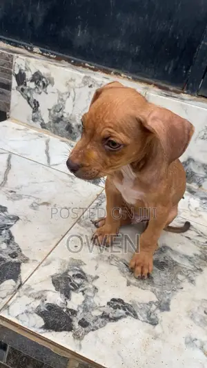 0-1 month Male Purebred American Pit Bull Terrier