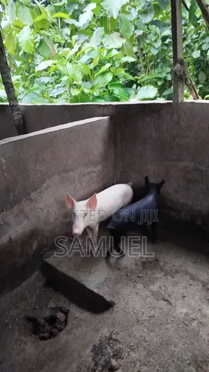 Piggery Farm for Sale