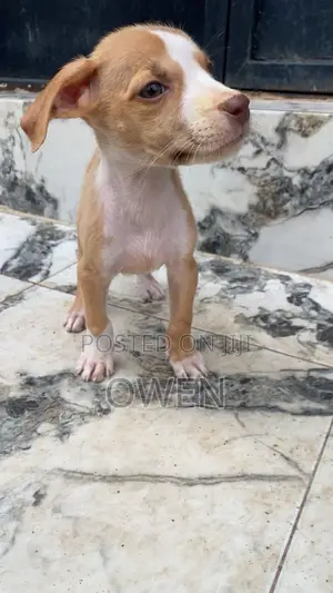 0-1 month Female Purebred American Pit Bull Terrier
