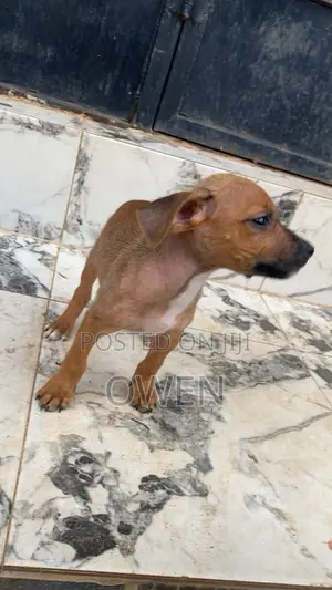 0-1 month Female Purebred American Pit Bull Terrier