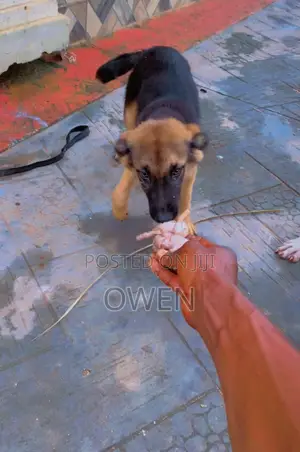1-3 months Male Purebred German Shepherd