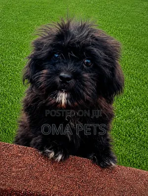 3-6 months Male Purebred Lhasa Apso