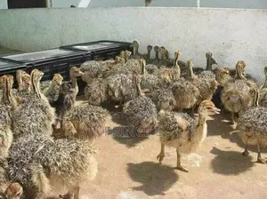 Bulk and Unit Ostrich Orders Are Welcomed