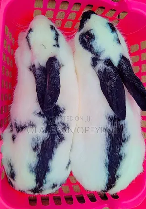 Matured Rabbit 15000