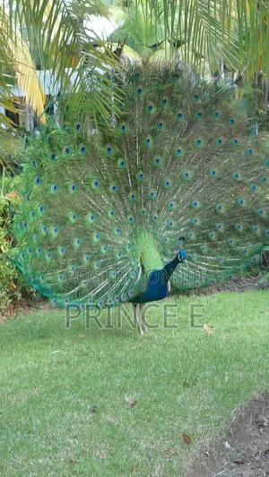Peacocks Are Available Here