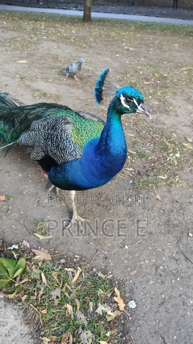 Get You a Well Bred Peacock From Us