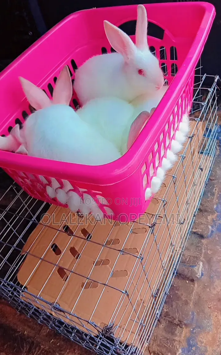 6 Weeks Rabbit