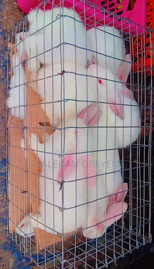 6 Weeks Rabbit