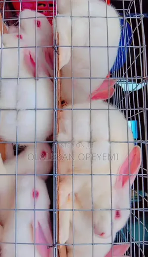 6 Weeks Rabbit