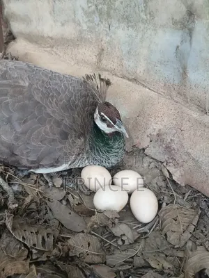 Breeding Pair Peacocks Available