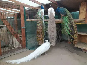 Breeding Pair Peacocks Available Here