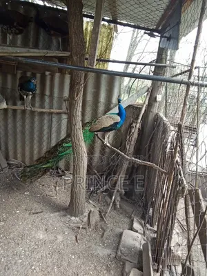 Male and Female Peacocks Available