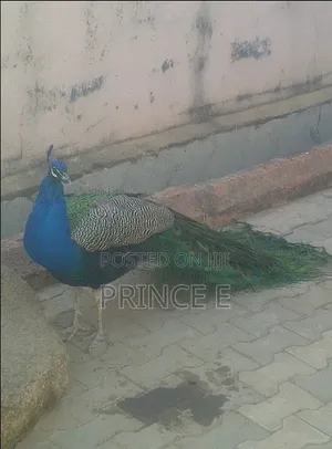 Healthy Breeding Pair Peacocks Available Here