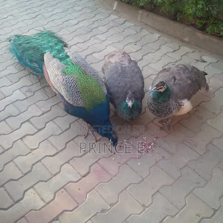 Breeding Pair Peacocks Available