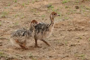 Breeding Pair Ostrich Chicks Available Now