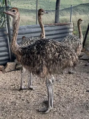 7 Months Old Ostriches Available