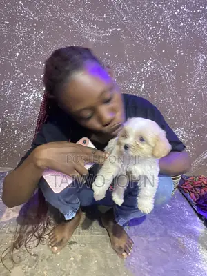 1-3 months Female Purebred Lhasa Apso