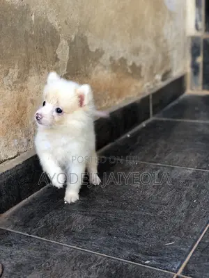 1-3 months Female Purebred American Eskimo
