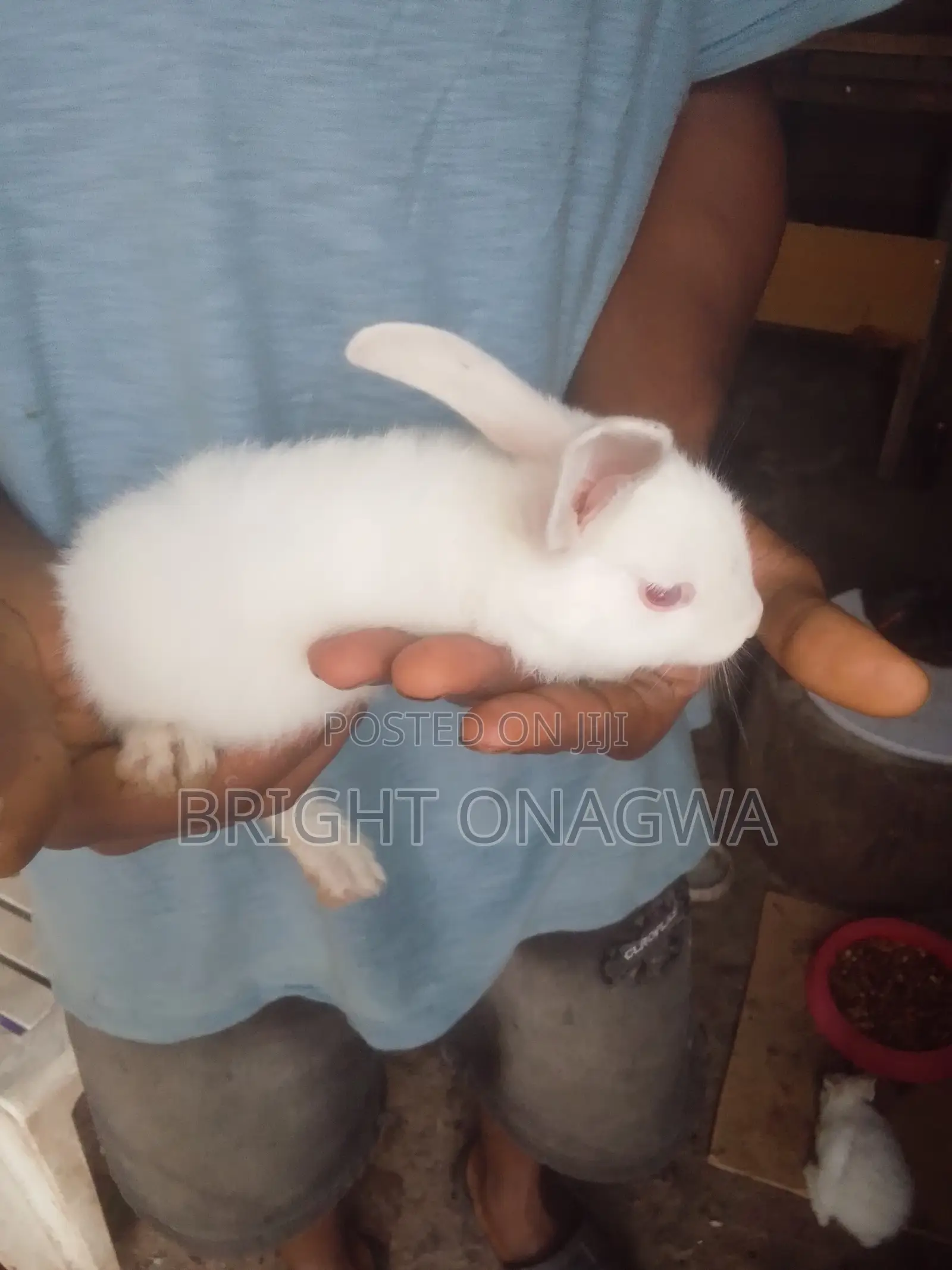 Rabbit for Sake 8 Weeks Bunny