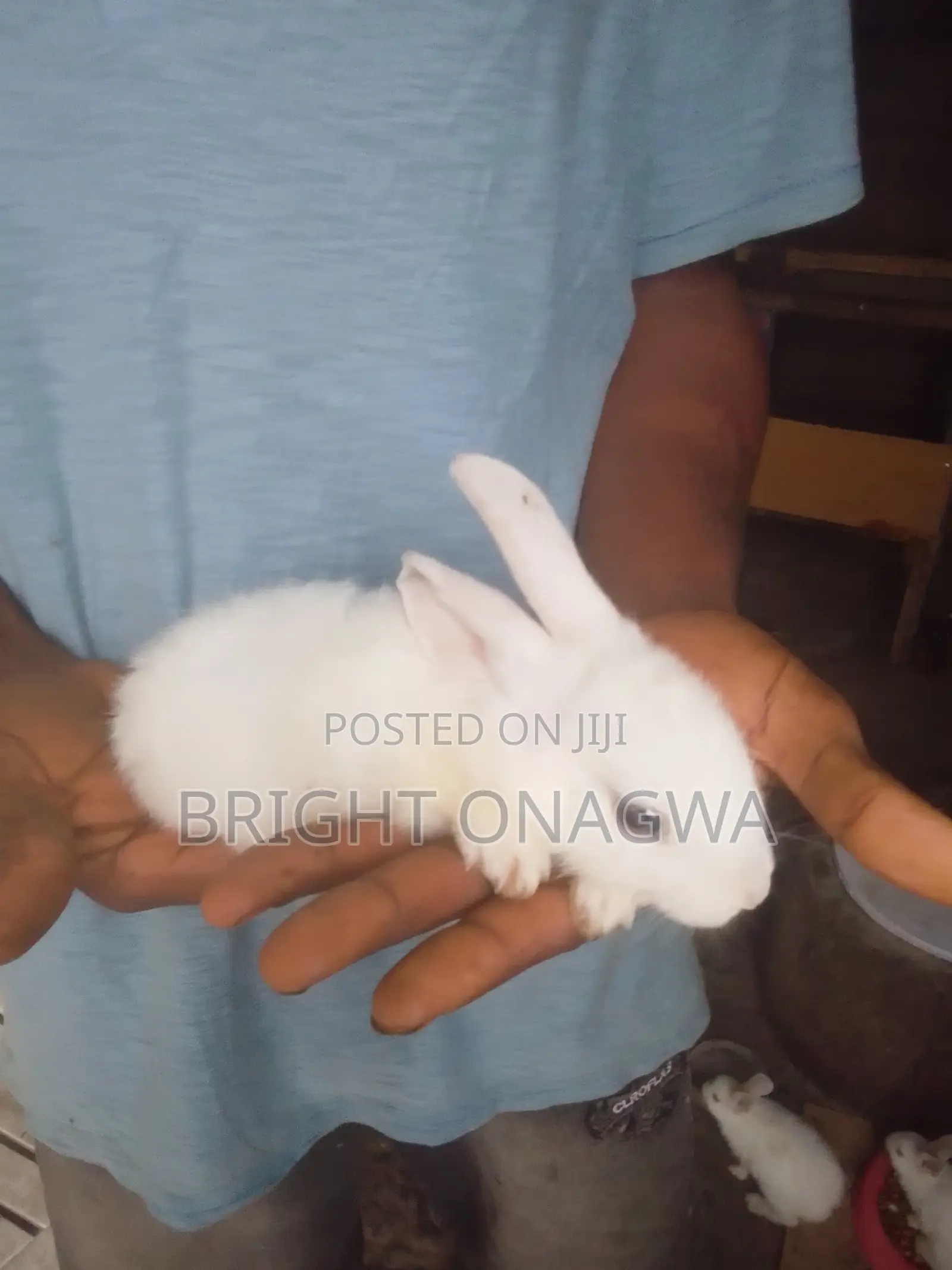 Rabbit for Sake 8 Weeks Bunny