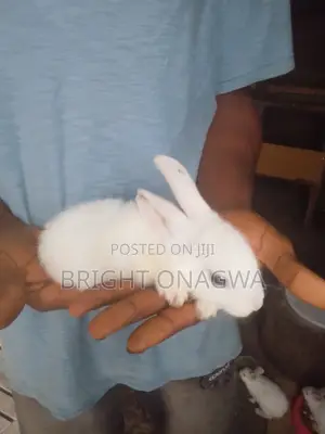 Rabbit for Sake 8 Weeks Bunny