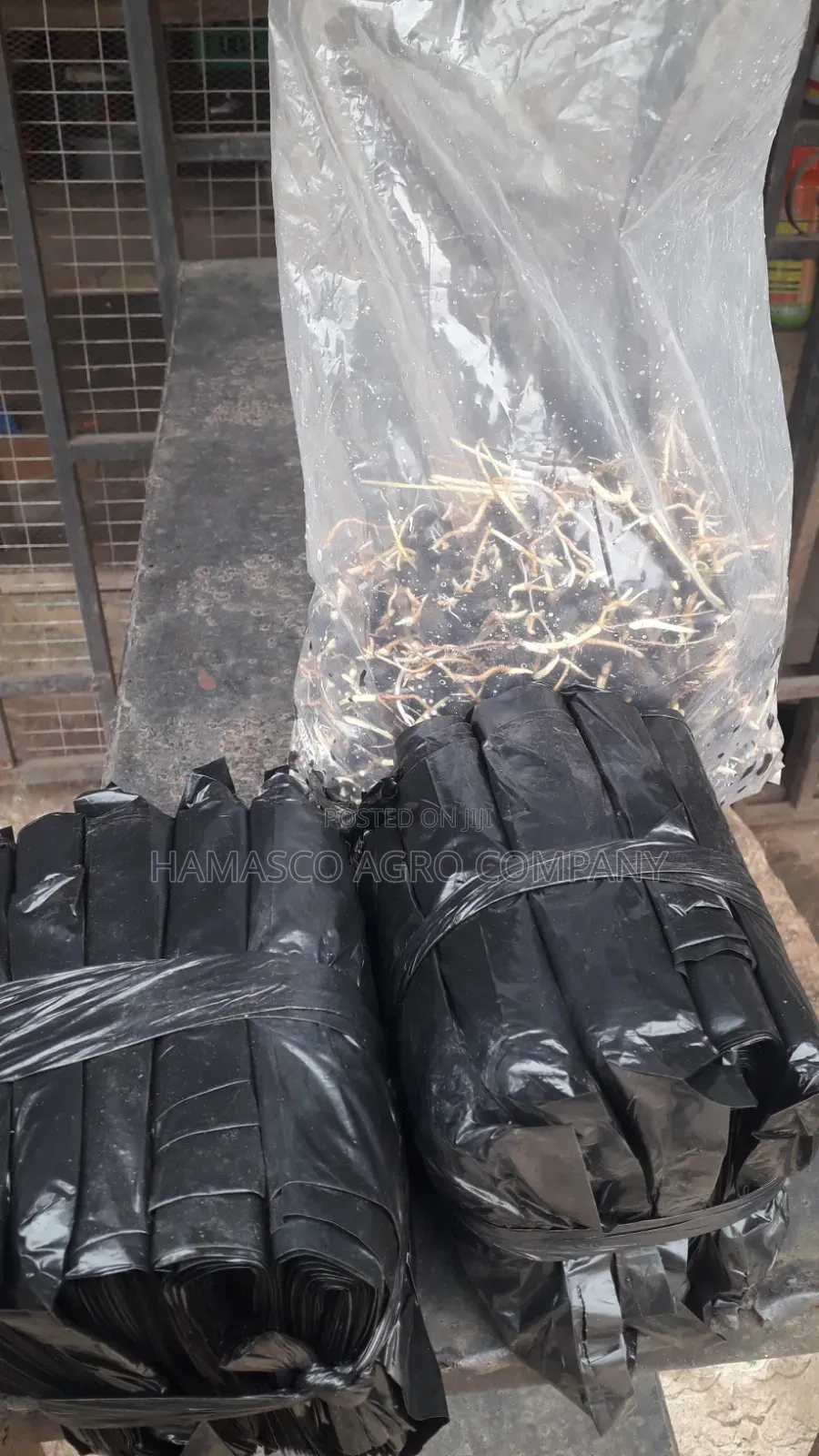 Hybrid Tenera Palm Seeds