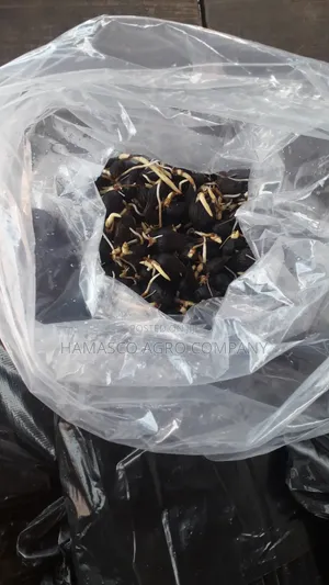 Hybrid Tenera Palm Seeds