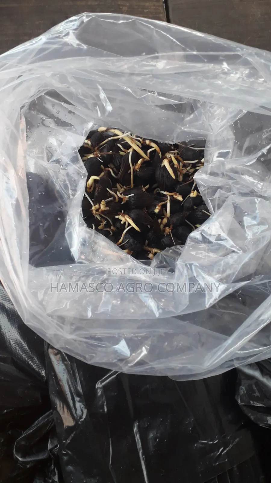 Hybrid Tenera Palm Seeds