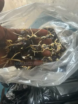 Hybrid Tenera Palm Seeds
