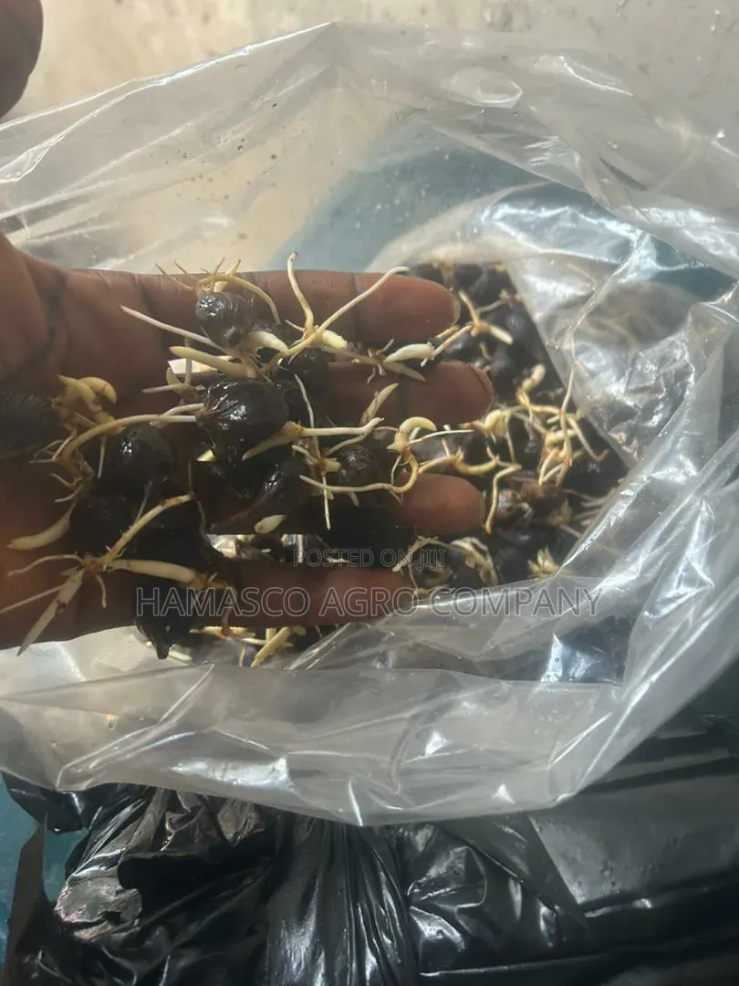 Hybrid Tenera Palm Seeds