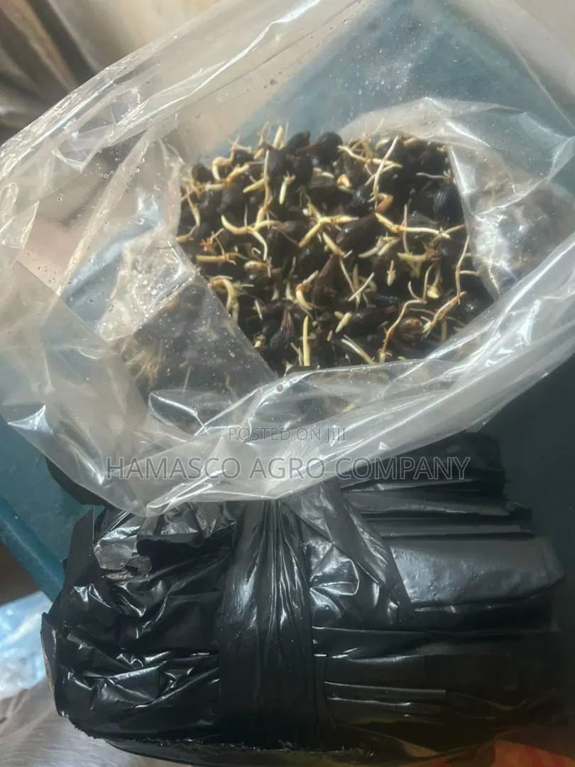 Hybrid Tenera Palm Seeds