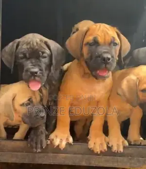 1-3 months Female Purebred Boerboel
