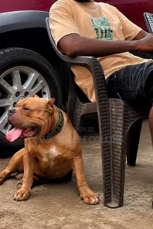 6-12 months Male Purebred American Bully