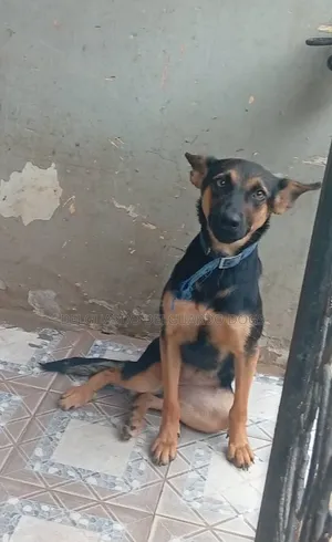 6-12 months Female Purebred German Shepherd