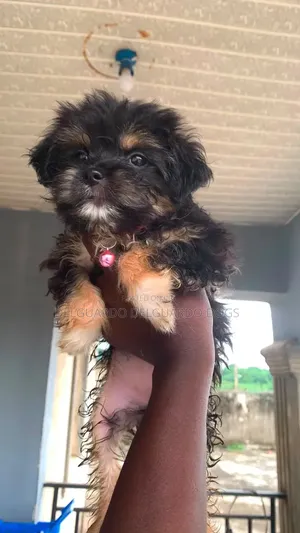 1-3 months Female Purebred Lhasa Apso