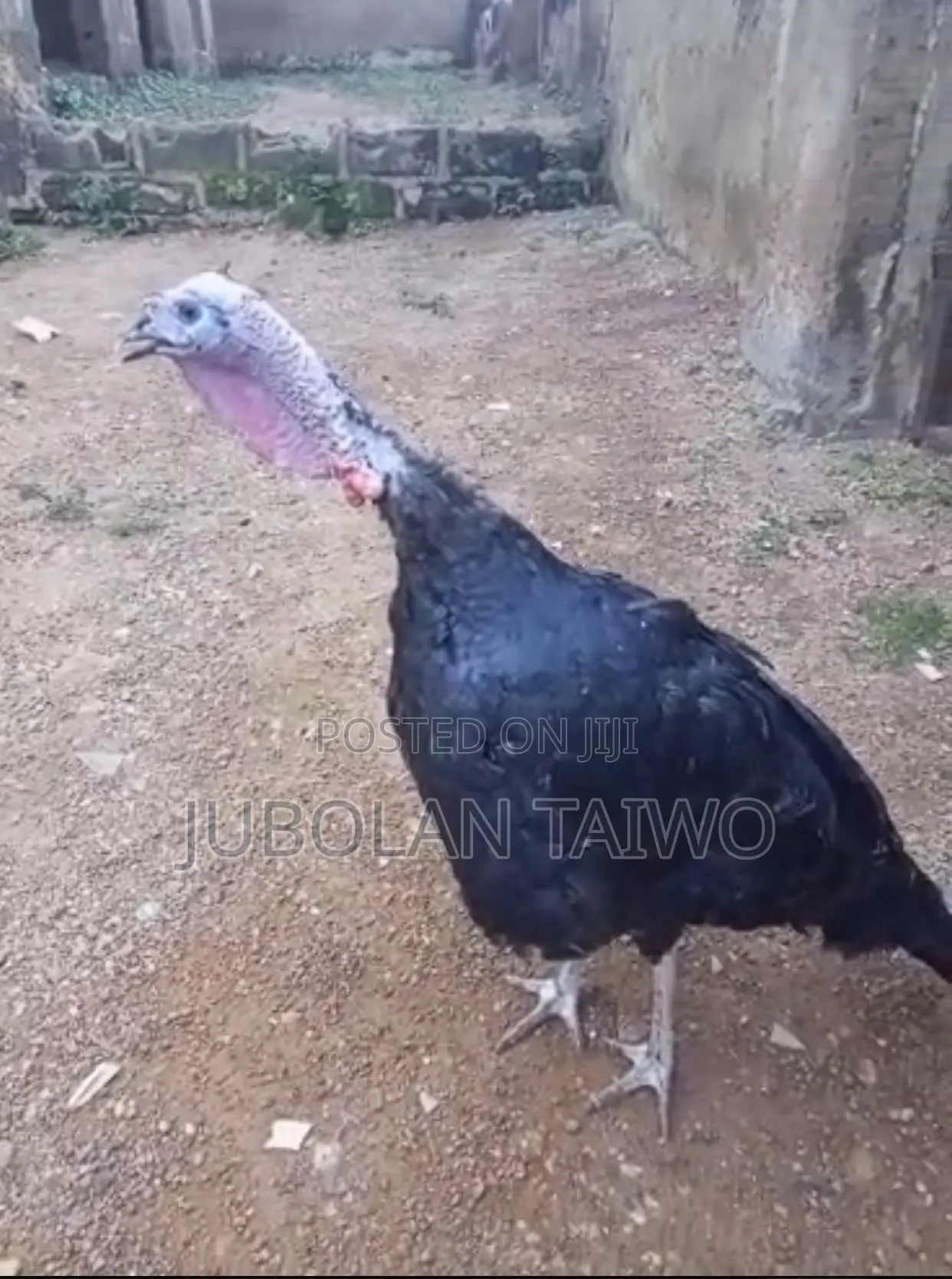 Live Turkey