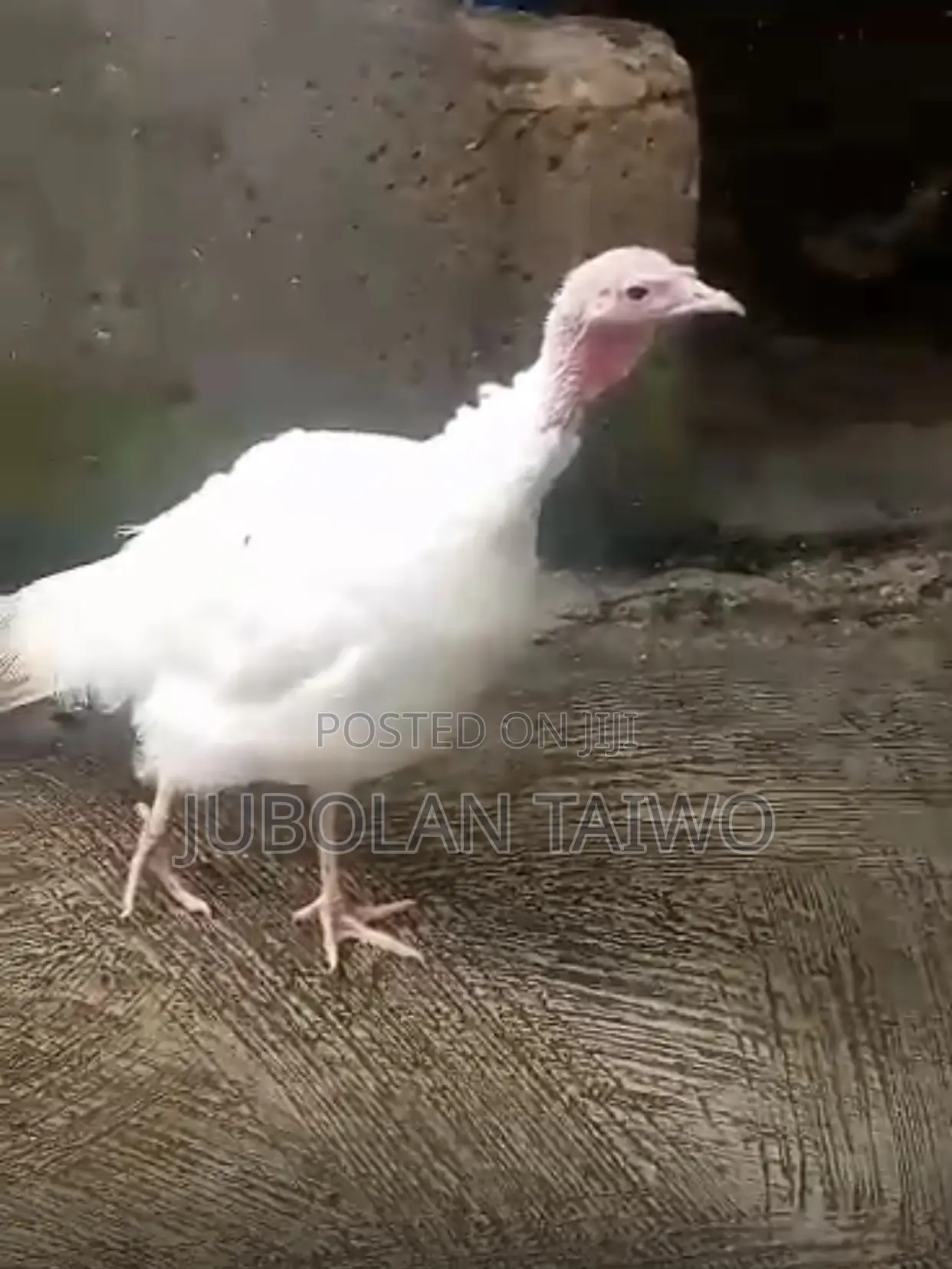 Live Turkey
