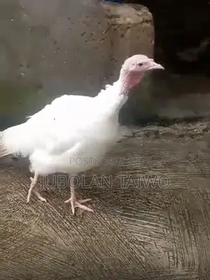Live Turkey