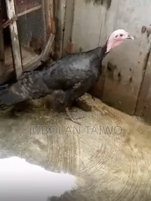 Live Turkey