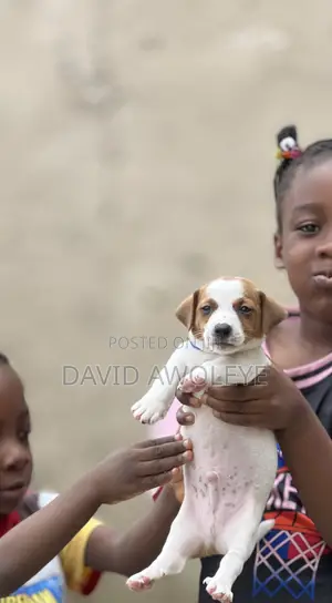 1-3 months Male Purebred Jack Russell Terrier