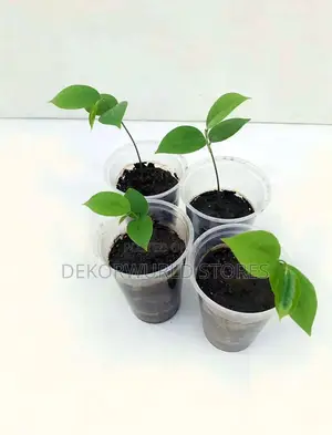 Soursop Seedlings