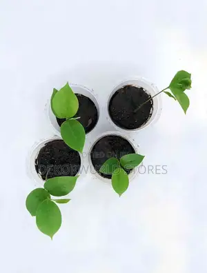 Soursop Seedlings