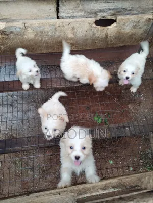 1-3 months Female Purebred Lhasa Apso