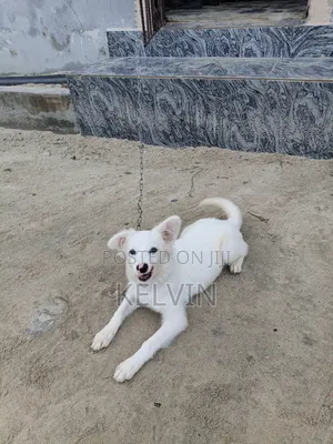 3-6 months Male Purebred American Eskimo