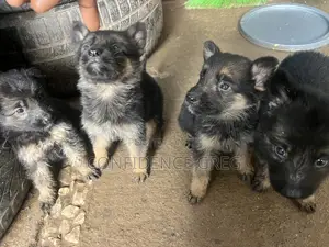 1-3 months Male Purebred German Shepherd