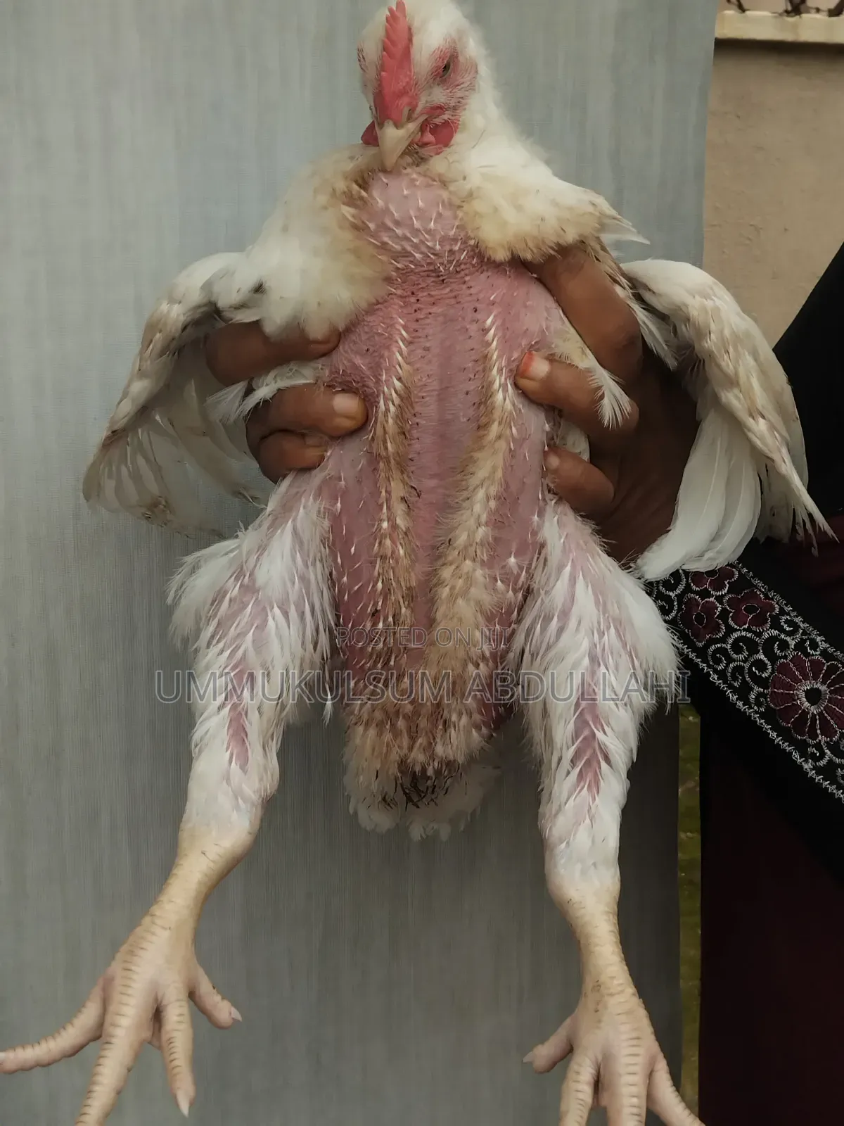 Broiler Chickens