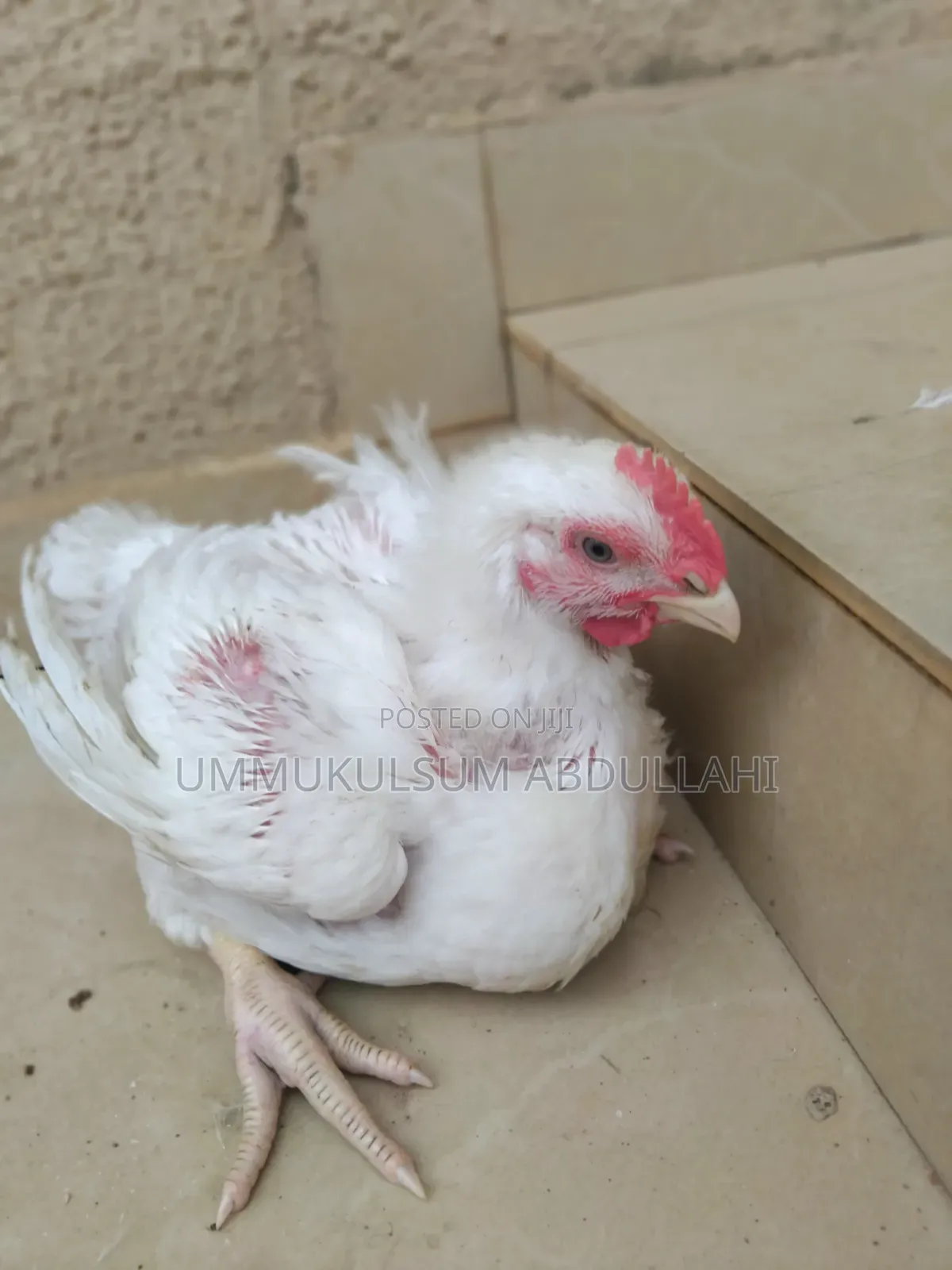 Broiler Chickens