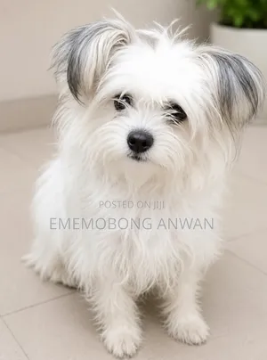 1+ year Female Mixed Breed Lhasa Apso