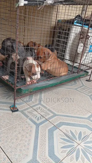 1-3 months Male Purebred American Pit Bull Terrier